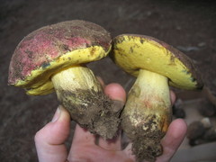 Butyriboletus primiregius