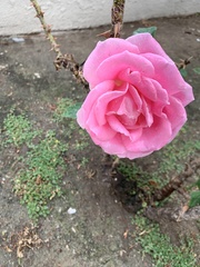 Rosa