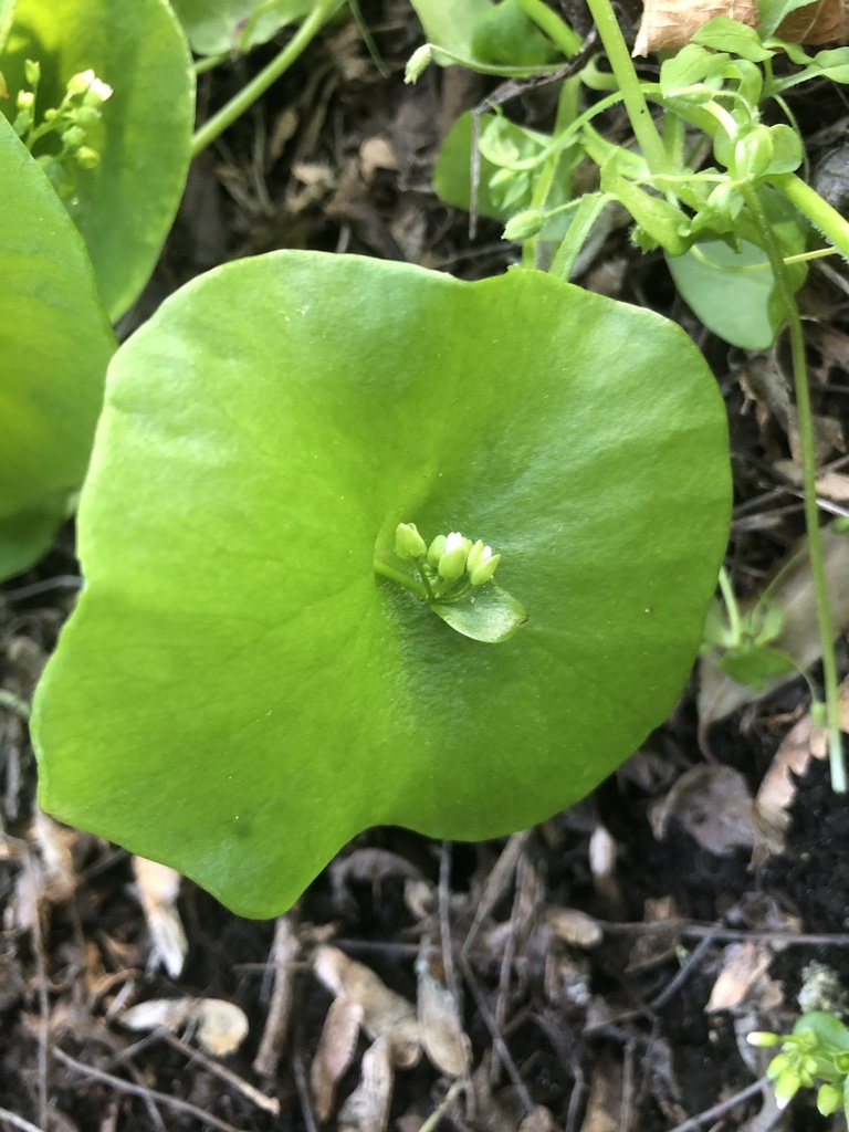 Claytonia perfoliata
