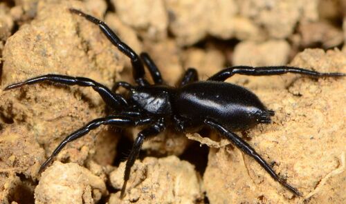 Zelotes qwabergensis