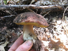 Boletus rex-veris