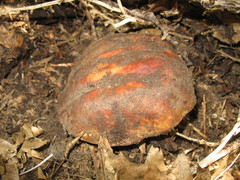 Boletus rex-veris