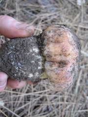 Boletus rex-veris