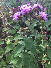 Vernonia alamanii