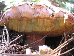 Boletus rex-veris