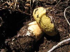 Boletus rex-veris