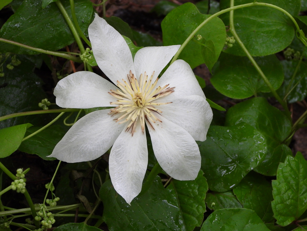 Clematis patens