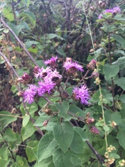 Vernonia alamanii
