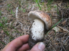 Boletus rex-veris