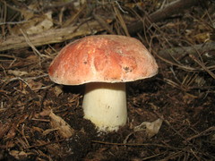 Boletus rex-veris