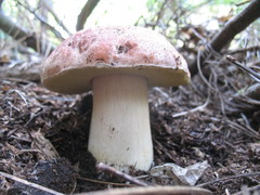 Boletus rex-veris