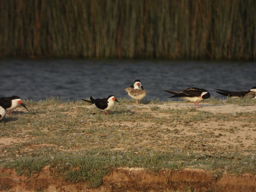 iNaturalist observation photo of Black Skimmer