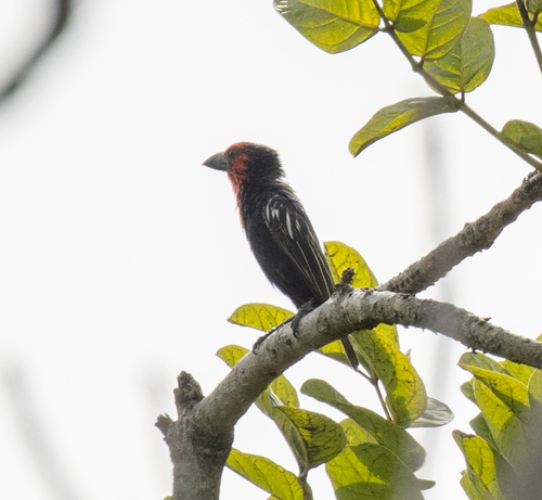 Black-billed Barbet (Lybius guifsobalito), photo 3