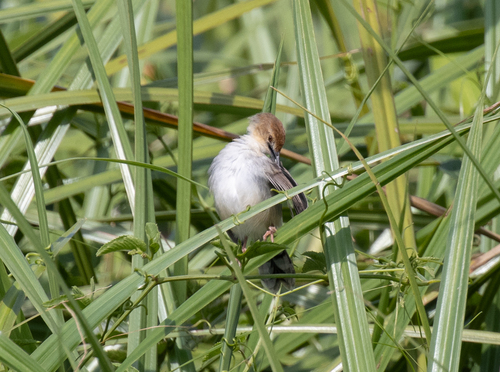 Carruthers's Cisticola (Cisticola carruthersi), photo 3