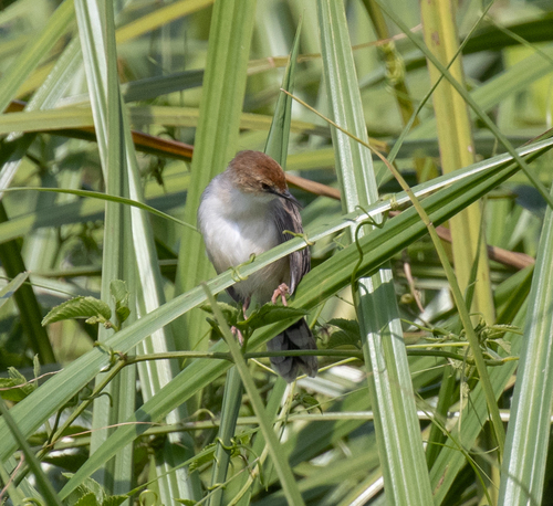 Carruthers's Cisticola (Cisticola carruthersi), photo 2