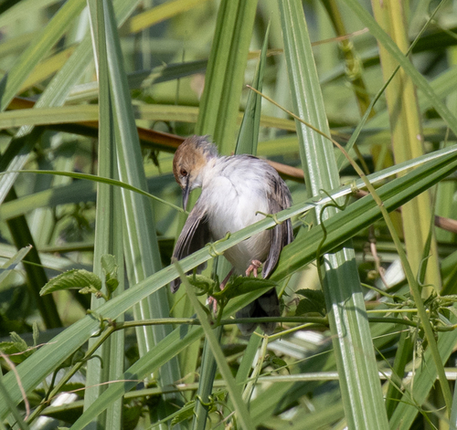 Carruthers's Cisticola (Cisticola carruthersi), photo 6