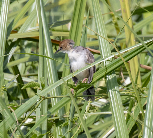 Carruthers's Cisticola (Cisticola carruthersi), photo 7