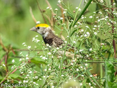 Ploceus benghalensis