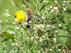 Ploceus benghalensis