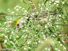 Ploceus benghalensis