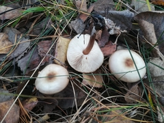 Fungi