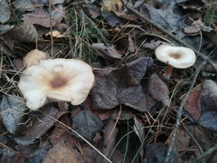 Fungi