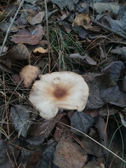 Fungi