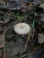 Fungi