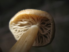 Entoloma holoconiotum
