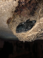 Glossy Swiftlet photo 4