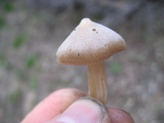 Entoloma holoconiotum