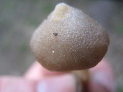 Entoloma holoconiotum