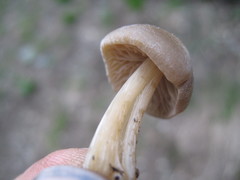 Entoloma holoconiotum