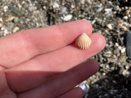 Pleuromeris zelandica, 2025-09-10