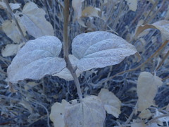 Bahiopsis reticulata