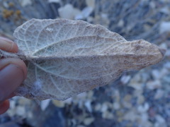 Bahiopsis reticulata