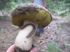 Boletus rex-veris