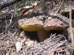 Boletus rex-veris