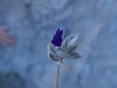 Salvia funerea