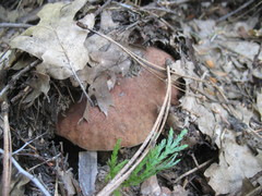 Boletus rex-veris