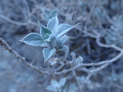 Salvia funerea