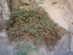 Phacelia perityloides