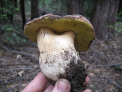 Boletus rex-veris
