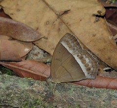 Taygetis sylvia