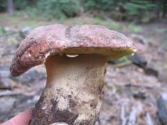 Boletus rex-veris
