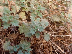 Phacelia perityloides