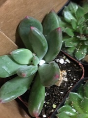Pachyphytum