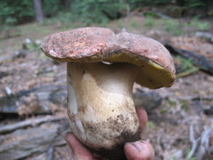 Boletus rex-veris