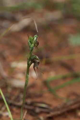 Halbury Greenhood (Pterostylis lepida)