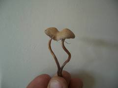 Panaeolus subbalteatus
